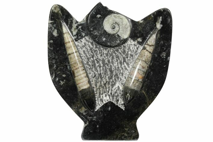 Fossil Goniatite & Orthoceras Sculpture - #104260
